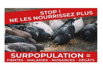 Nuisances liées aux pigeons