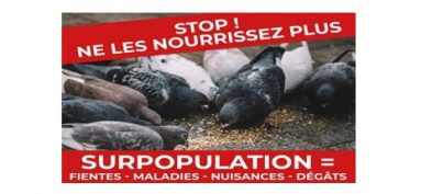 Nuisances liées aux pigeons